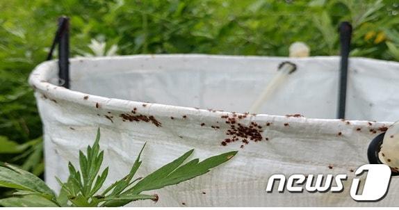 본문 이미지 - 야외활동기 늘어나는 가을철 진드기 감염병에 주의해야 한다. ⓒ News1