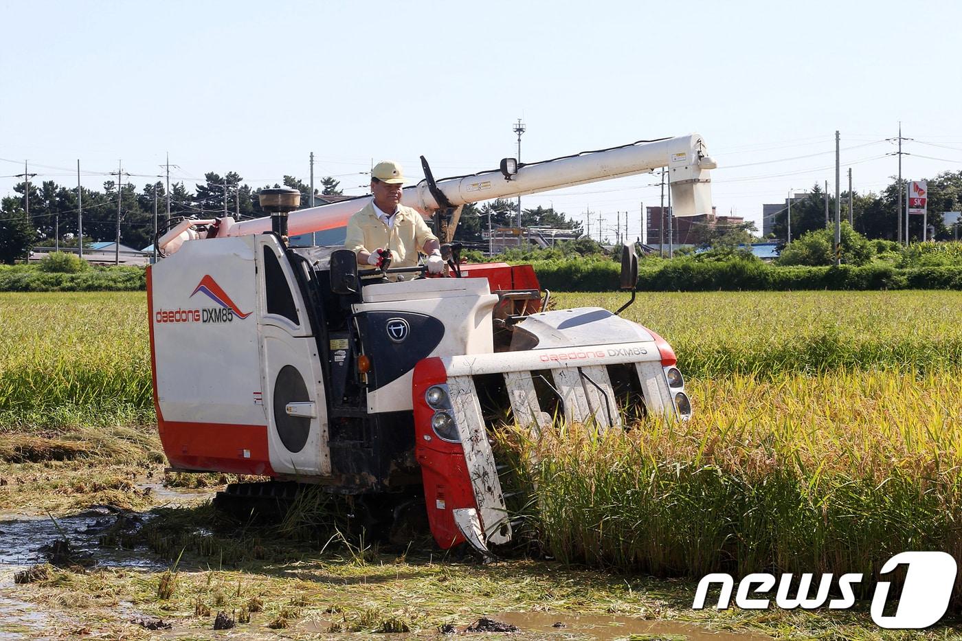 벼베기하는 강원 동해시장 자료사진.&#40;동해시 제공, 재판매 및 DB 금지&#41;