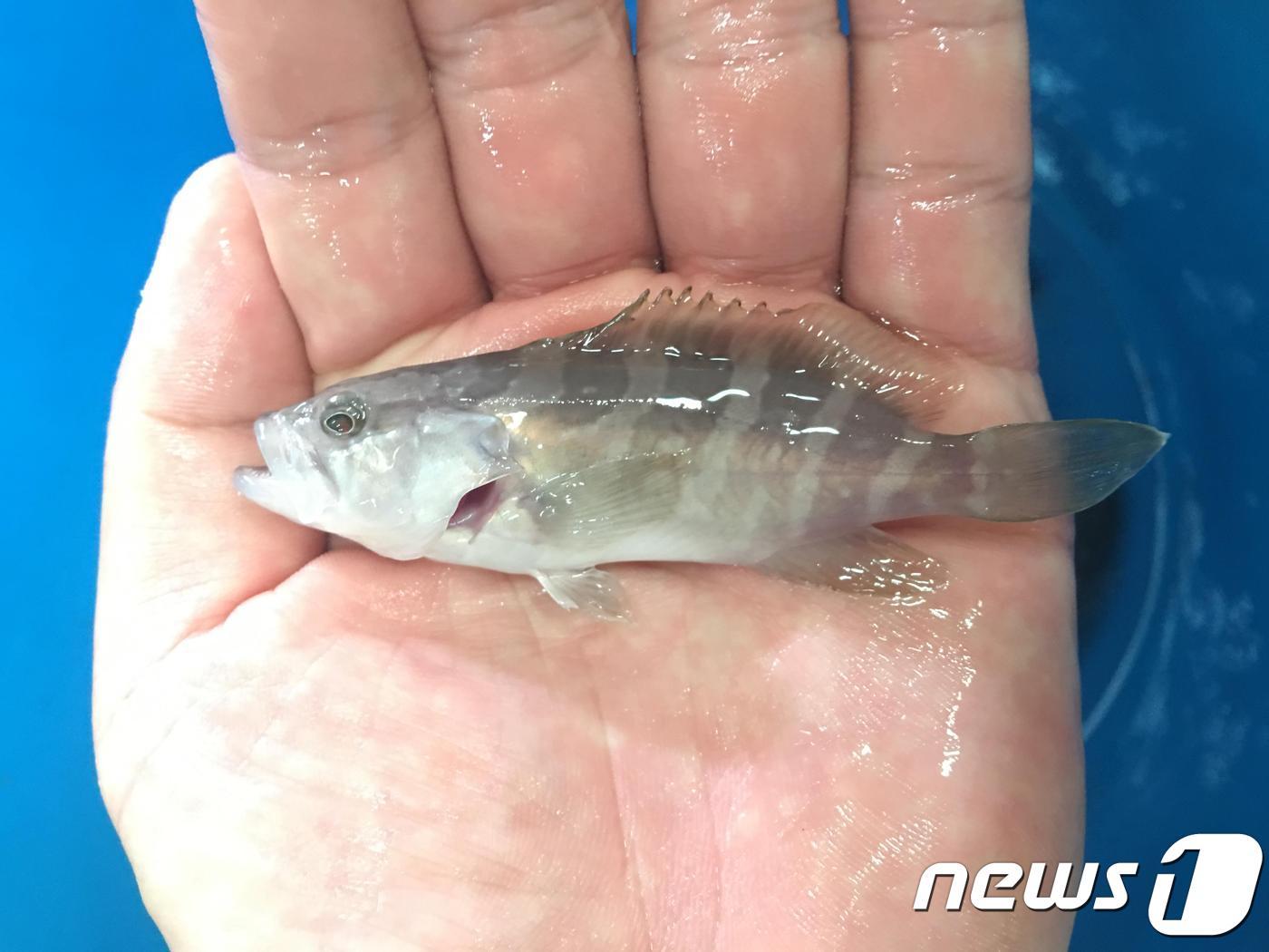 본문 이미지 - 대량생산에 성공한 다금바리 종자(제주해양수산연구원 제공)ⓒ News1