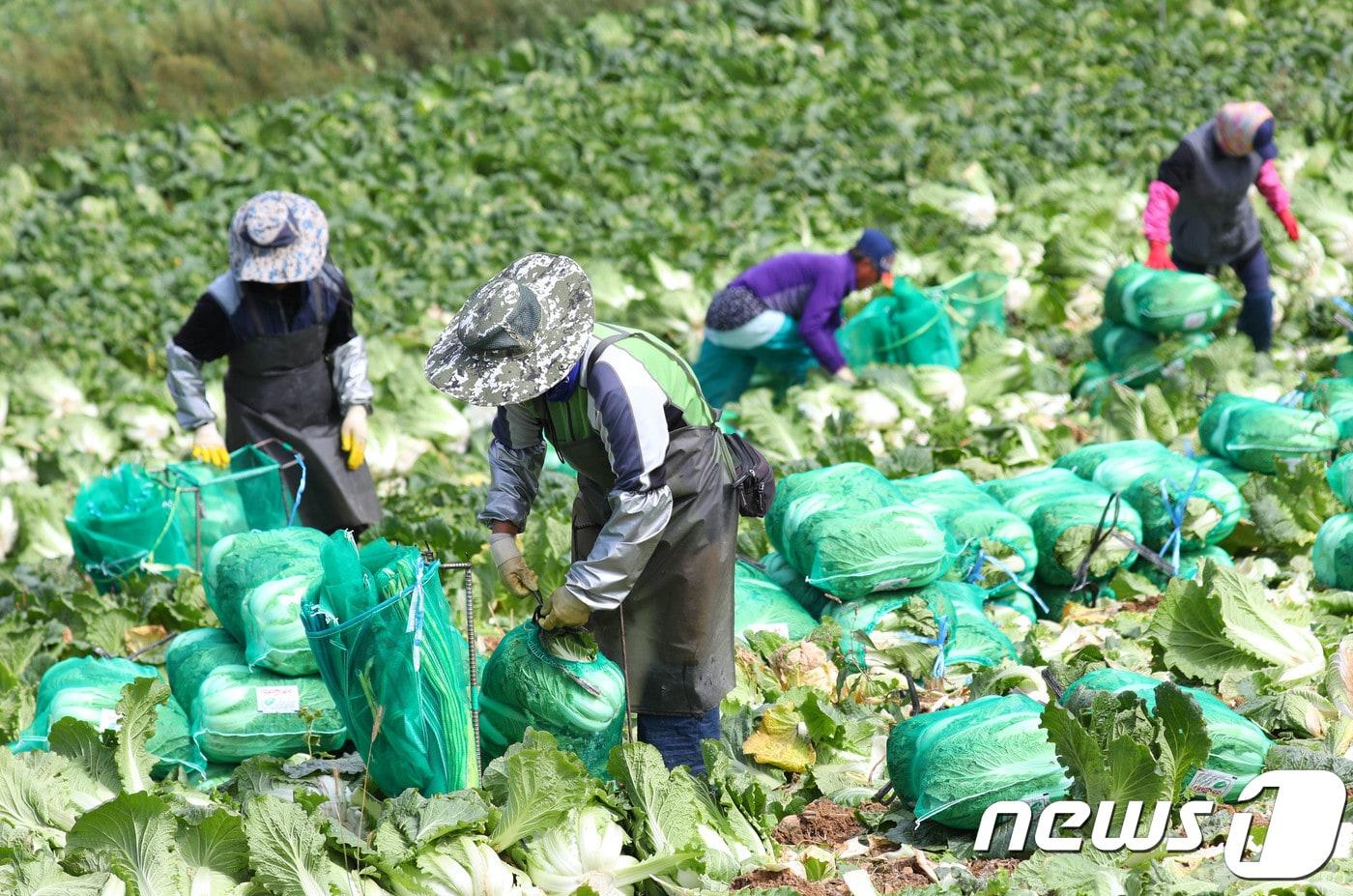 본문 이미지 - 고랭치 채소 출하 한창인 강릉 농민.(뉴스1 DB)