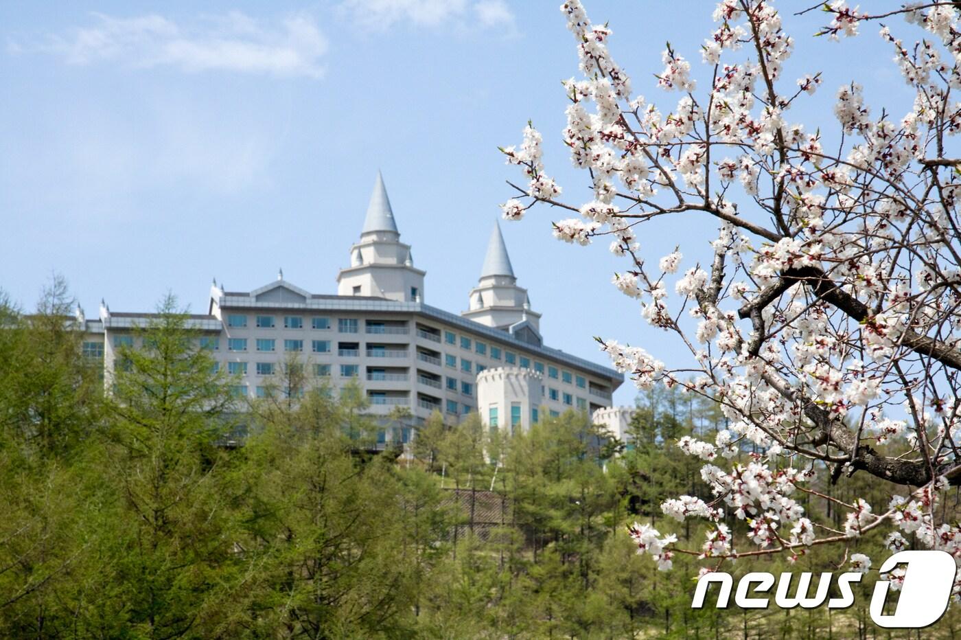 하이원펠리스호텔 봄 ⓒ News1 