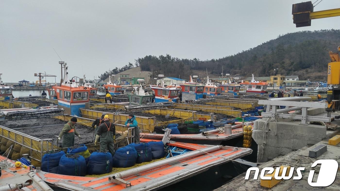 본문 이미지 - 진도 양식장.(진도군 제공)/뉴스1 ⓒ News1 