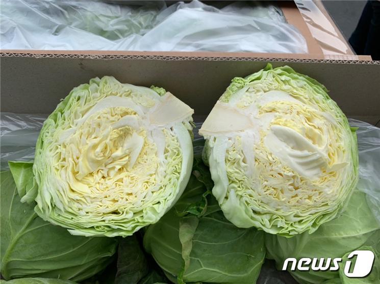 본문 이미지 - 전북 군산에서 생산되고 있는 소형 양배추.ⓒ 뉴스1