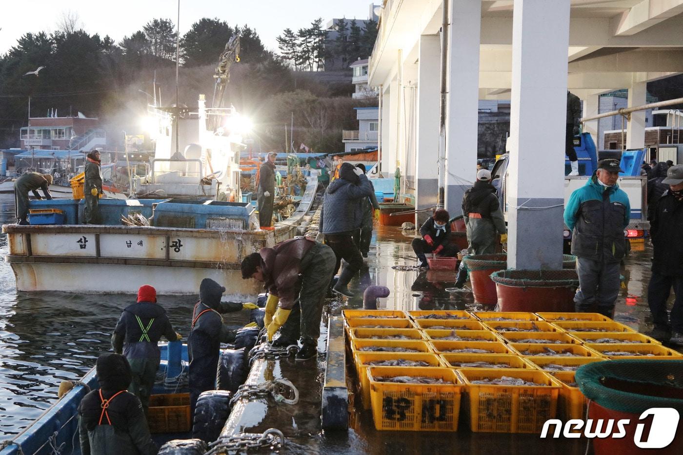 강원도 양양군 남애항에서 어민들이 갓 잡아온 오징어를 분류하고 있다. (양양군 제공, 재판매 및 DB 금지) 