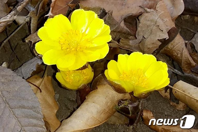 본문 이미지 - 21일 강원 동해시청 인근에 위치한 찬물내기(냉천) 공원 곳곳에서 봄꽃 소식을 가장 먼저 알려주는 복수초가 겨울철 찬바람을 이겨내고 아름다운 자태를 드러내고 있다. (동해시 제공) 2019.1.21/뉴스1 ⓒ News1