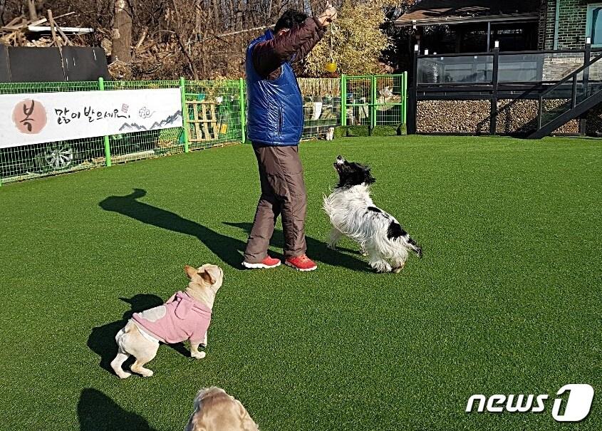 본문 이미지 - 인명구조견 수안이가 새 입양 가정에서 공놀이를 하고 있다. 사진 개스타하우스 제공 ⓒ 뉴스1