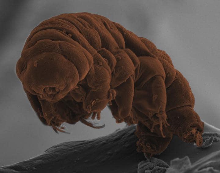 본문 이미지 - 전자현미경으로 본 완보동물 모습. 스코틀랜드 에든버러 대학의 '카즈하루 아라카와'(KAZUHARU ARAKAWA)와 '히가시 히가시야마'(HIROKI HIGASHIYAMA) 등연구자가 지난 2017년 저널 'PLOS Biology'에 실은 사진. ⓒ 뉴스1