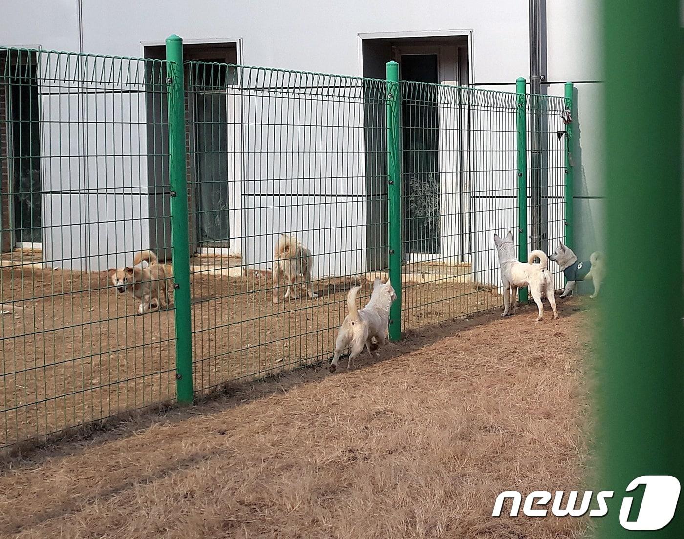 본문 이미지 - 경기도 한 동물보호센터 유기견들. ⓒ News1 최서윤 기자