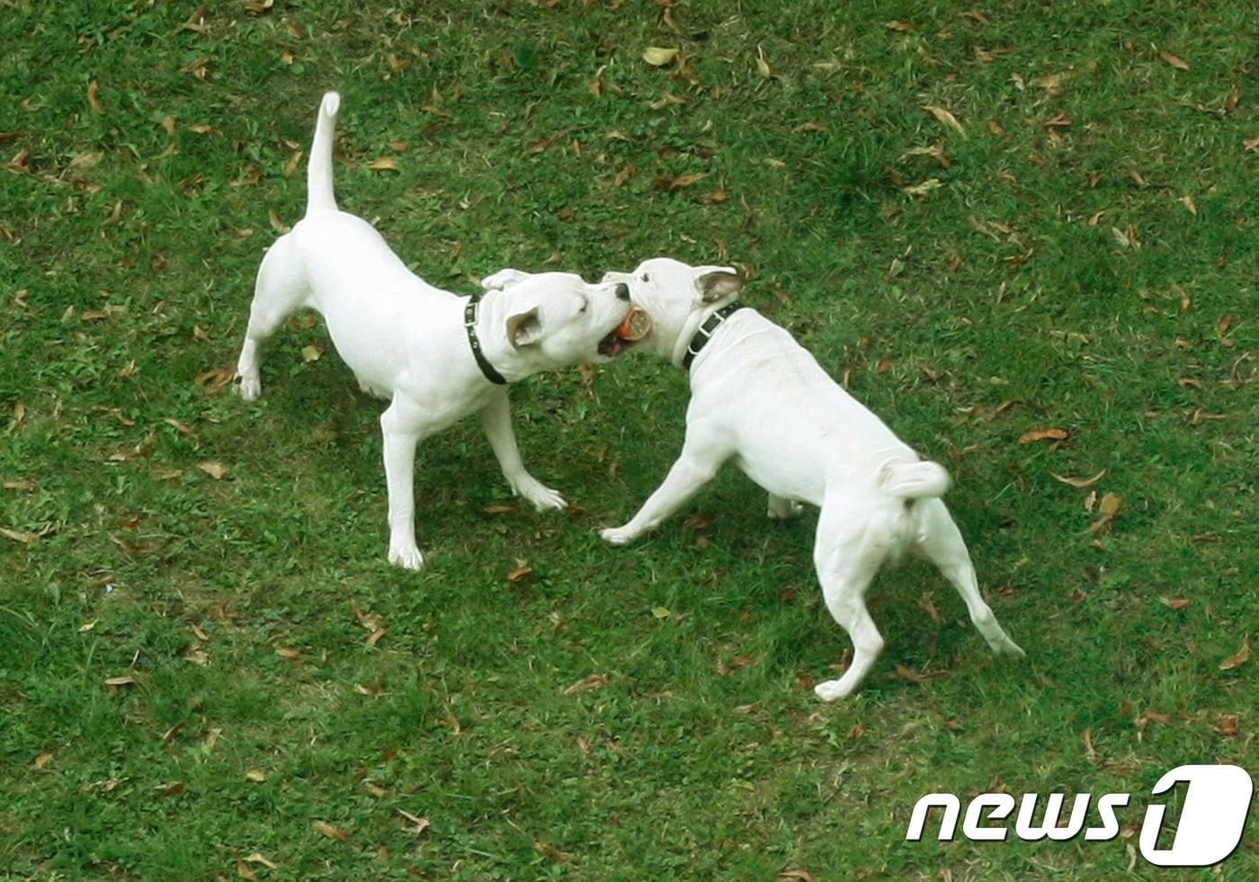 본문 이미지 - 반려견을 키우는 가정이 늘어나면서 개들끼리 사고가 많이 발생하고 있다. 사진 이미지투데이 ⓒ News1