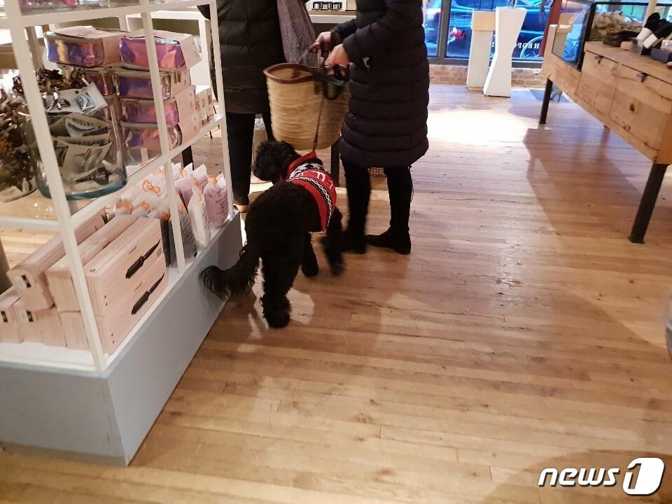 본문 이미지 - 뉴욕 첼시 마켓내 스탠다드 푸들인 반려견과 쇼핑하는 견주.ⓒ News1 김연수 기자