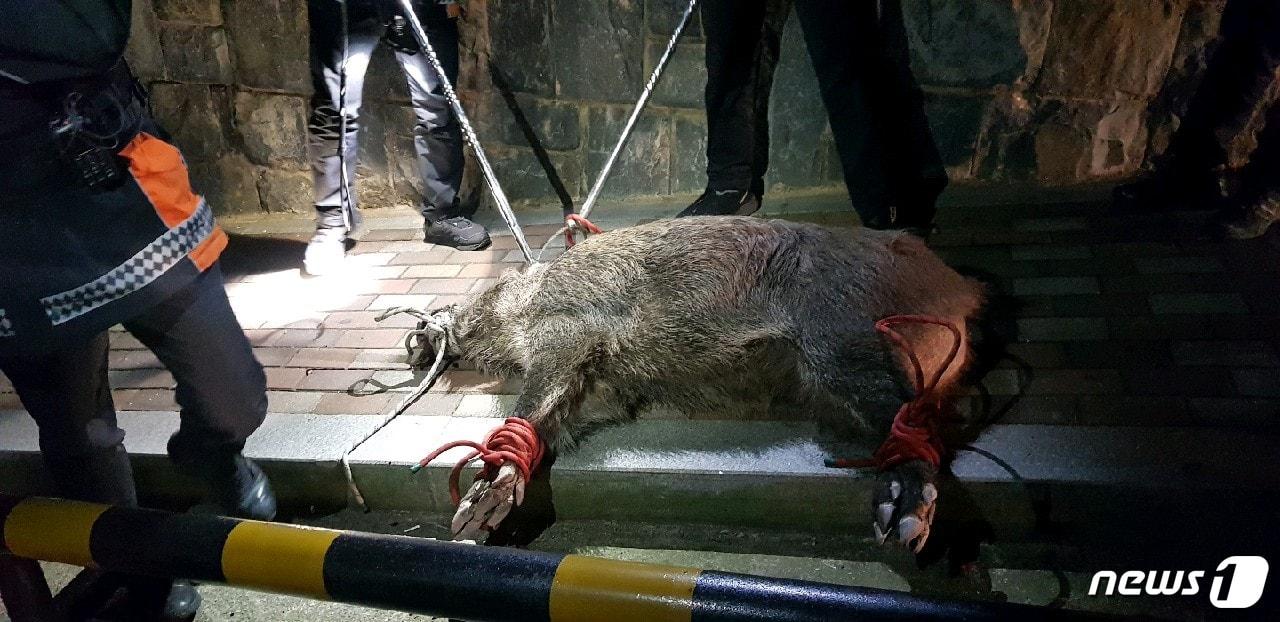 본문 이미지 - 8일 오후 9시20분쯤 부산 서구 부민동의 한 아파트 인근을 돌아다니던 크기 180cm, 몸무게 150kg에 달하는 멧돼지 한 마리가 생포돼 밧줄로 묶여있다.(부산지방경찰청 제공)ⓒ News1