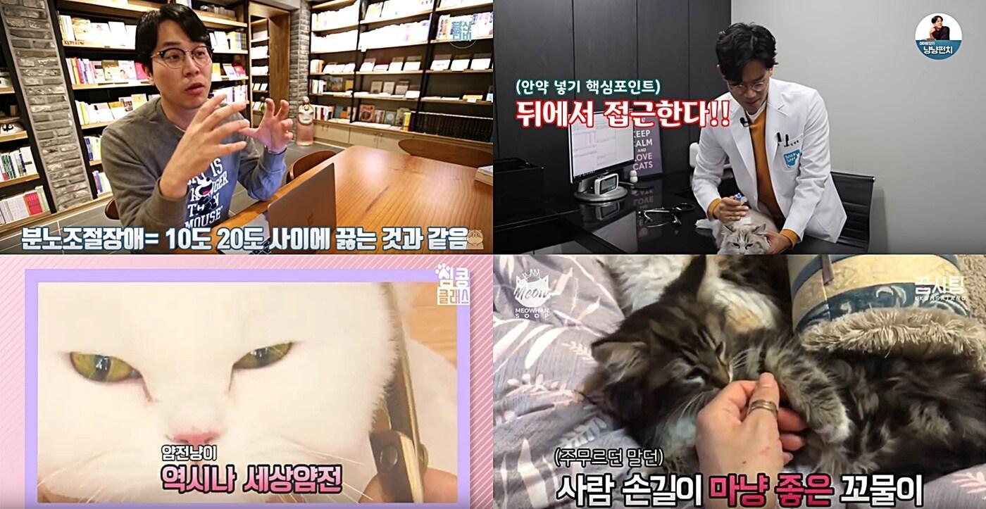 왼쪽부터 시계 방향으로 냥신Tv, 미야옹철의 냥냥펀치, 묘한숲, 심콩캣 고양이 유튜브 채널. ⓒ News1