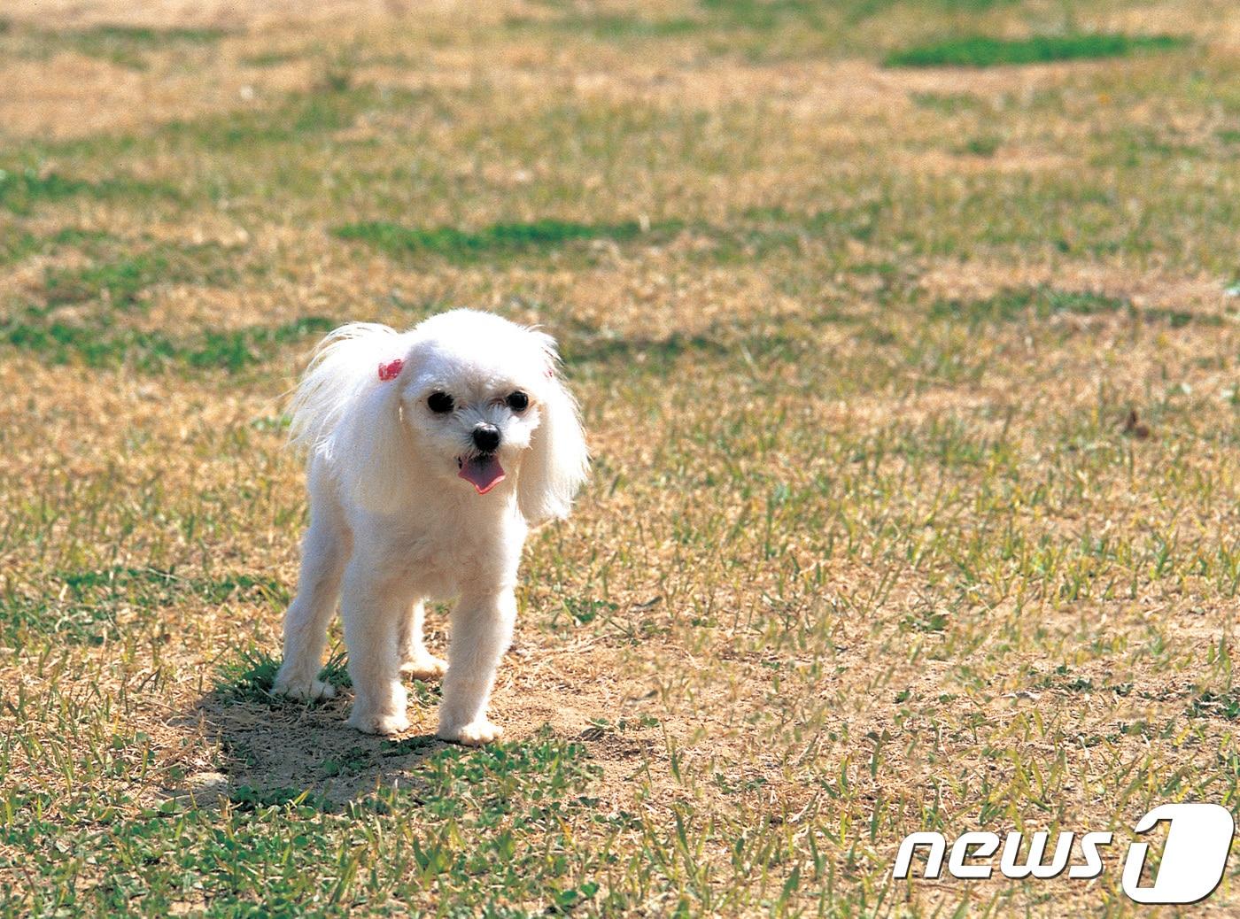 본문 이미지 - 기사 내용과는 상관 없음, 사진 이미지투데이 ⓒ 뉴스1