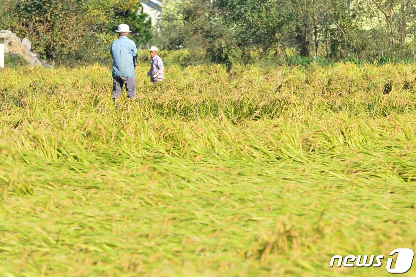 본문 이미지 - 태풍 미탁 영향으로 쓰러진 벼. (뉴스1DB )ⓒ News1 최창호 기자