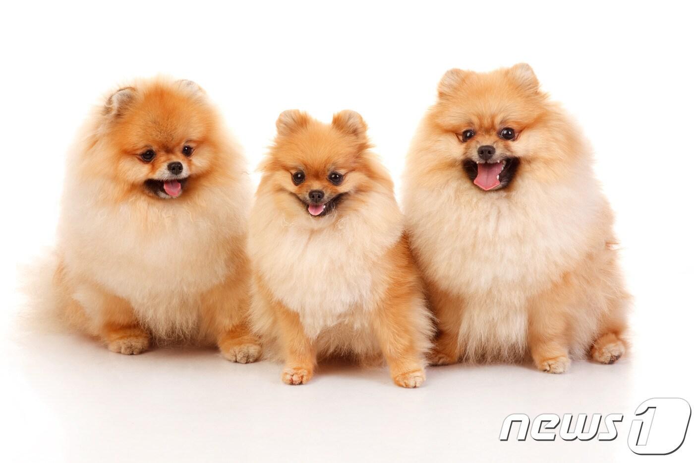 포메라니안 강아지들. 사진 이미지투데이 ⓒ 뉴스1