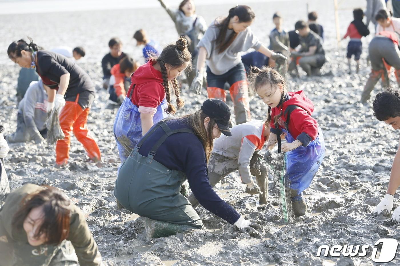 본문 이미지 - 꼬막잡기 체험.(보성군 제공) /뉴스1 ⓒ News1