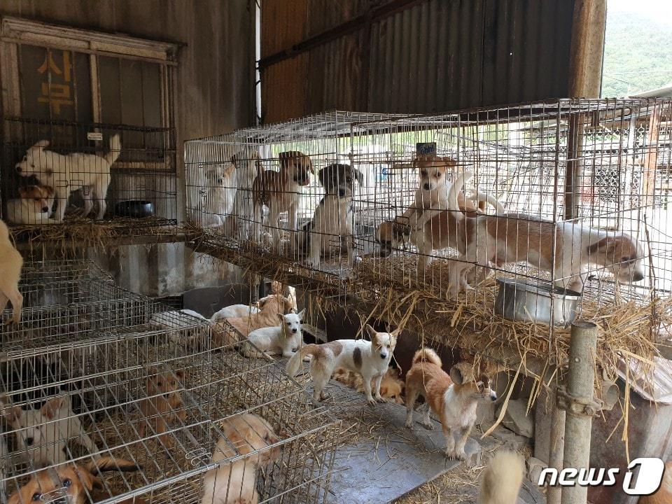 본문 이미지 - 지난달 철거된 포천시의 한 사설 유기동물 보호소는 자체 번식으로 한때 3000마리까지 개체수가 늘어났었다. ⓒ 뉴스1