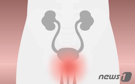 본문 이미지 - ⓒ News1