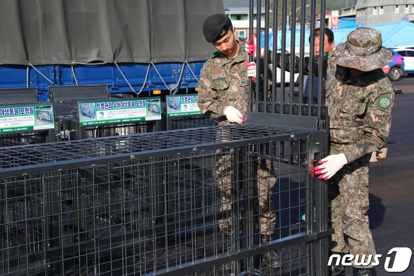 본문 이미지 - 강원 화천군에서 군 장병들이 아프리카돼지열병(ASF) 매개체로 의심되는 멧돼지를 잡기 위한 포획 틀을 화천군으로부터 전달받으면서 사용방법을 익히는 모습. 2019.10.16/뉴스1 ⓒ News1 홍성우 기자