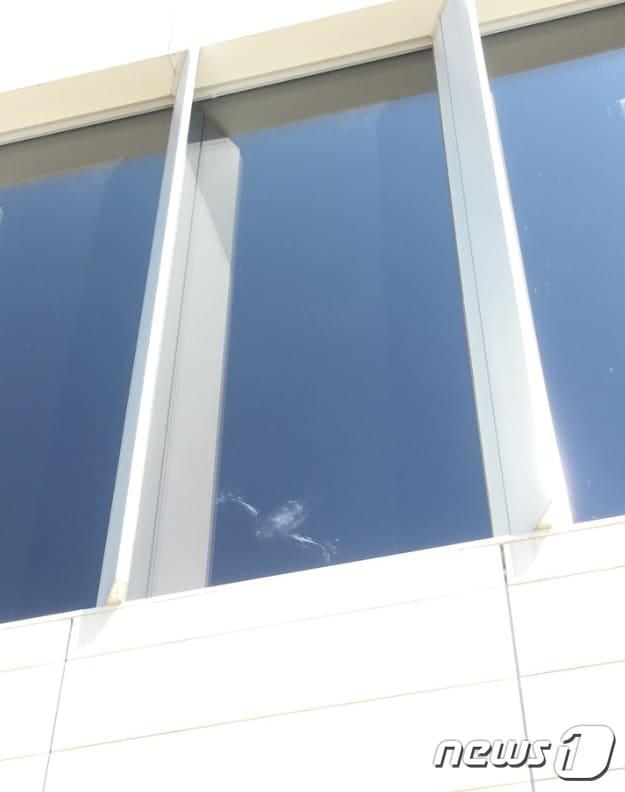 본문 이미지 - 새가 유리창에 부딪힌 흔적. 네이처링 '야생조류 유리창 충돌 조사' 미션에 시민이 올린 사진이다. ⓒ 뉴스1