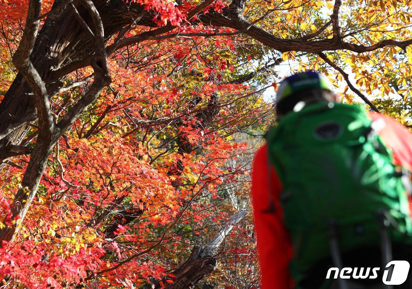 설악산 단풍 자료사진.&#40;뉴스1 DB&#41;