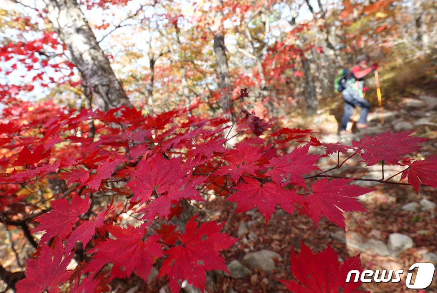 17일 강원도 설악산을 찾은 등산객이 단풍으로 물든 등산로를 오르고 있다. 2019.10.17/뉴스1 ⓒ News1 고재교 기자