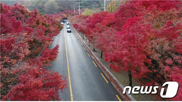 본문 이미지 - 단풍나무와 왕벚나무가 빼곡한 대구 팔공산 순환도로는 드라이브 코스로 인기다.(대구시 제공)ⓒ 뉴스1