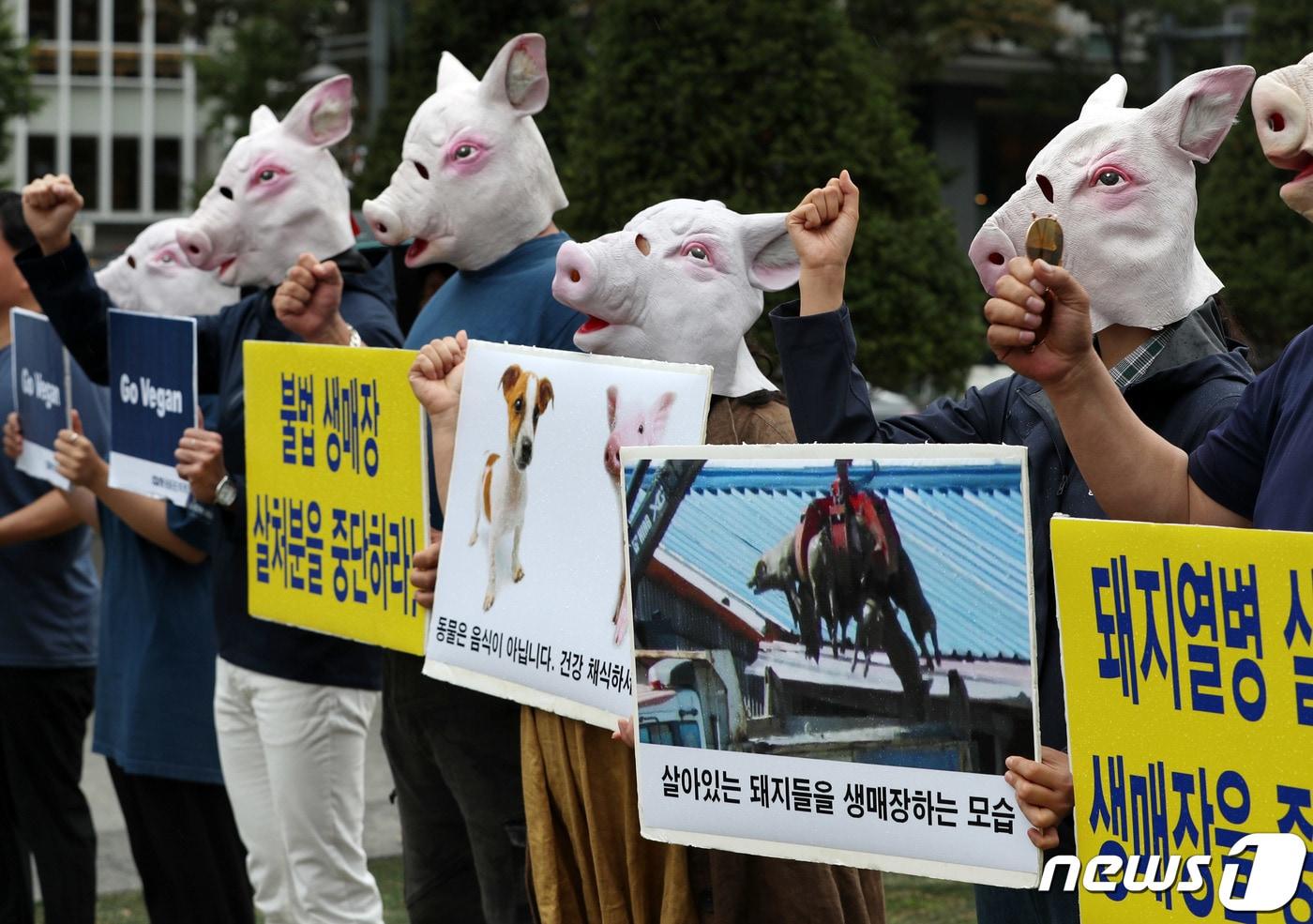 본문 이미지 - 동물권단체 케어와 한국동물보호연합 회원들이 서울 광화문광장에서 돼지탈을 쓰고 '세계 농장동물의 날'을 맞이해 돼지열병 생매장 살처분 중단 및 채식을 촉구하는 퍼포먼스를 하고 있다. (사진은 기사 내용과 무관함) / 뉴스1 ⓒ News1 박세연 기자