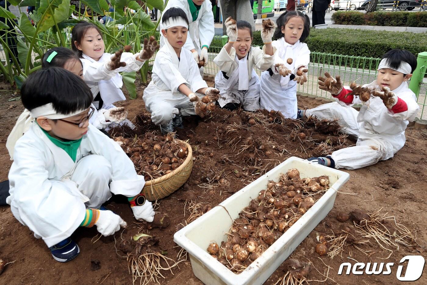 본문 이미지 - 강원도농업기술원은 지역특화품목 육성을 위한 지역활력화 작목기반 조성사업에 74억 원을 투입한다고 7일 밝혔다. 지난해 10월22일 오전 서울 중구 농협중앙회 농업박물관에서 열린 가을걷이 행사에서 미동초등학교 어린이들이 토란 캐기 체험을 하고 있는 모습. .20120.2.7/뉴스1 ⓒ News1 이광호 기자