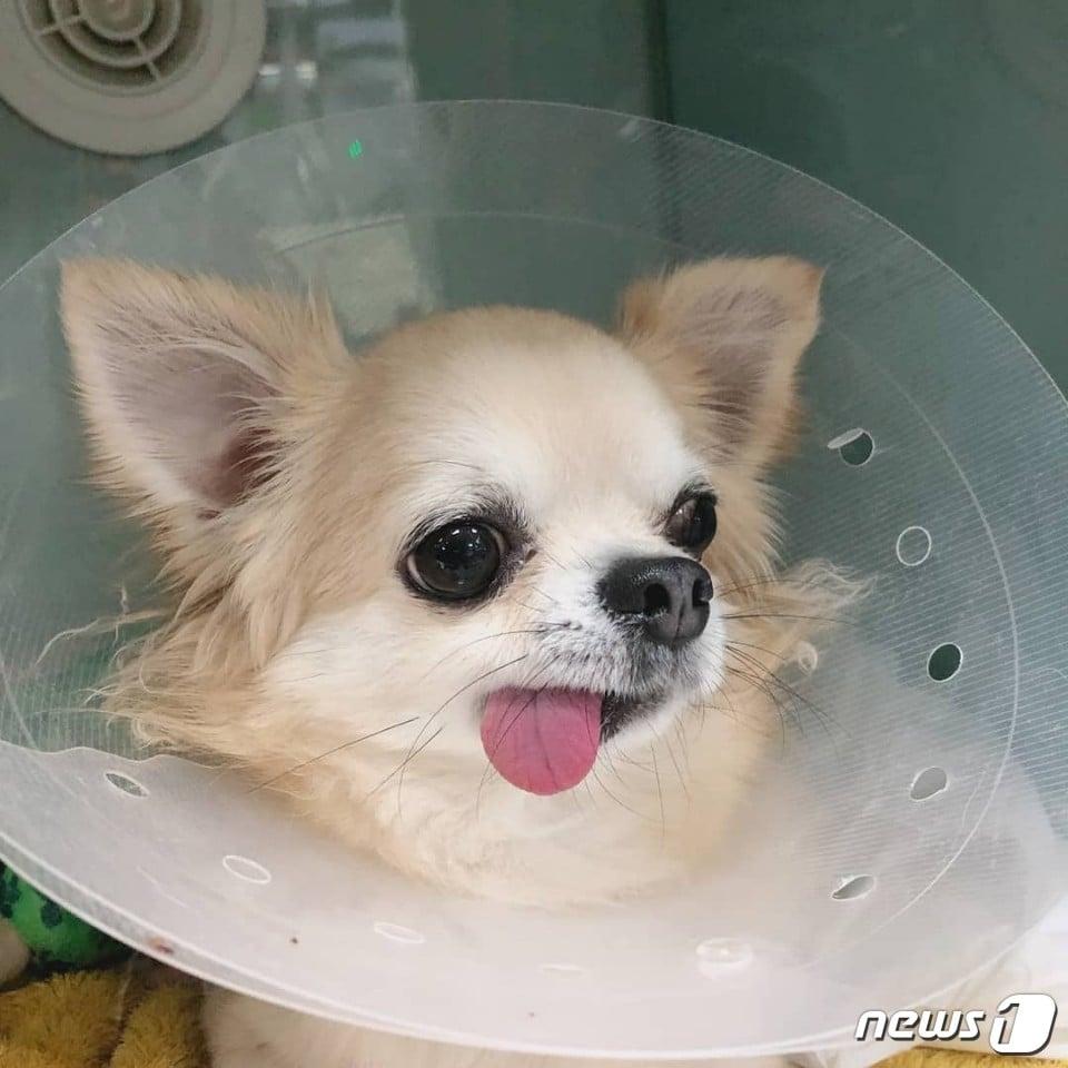 본문 이미지 - 사진 청담우리동물병원 제공 ⓒ 뉴스1