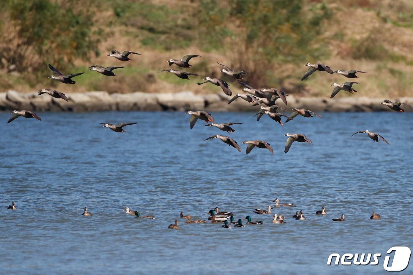 경북 포항시 남구 연일읍 유강리 형산강에 흰뺨검둥오리와 겨울 철새인 청둥오리, 쇠오리 떼가 모여들고 있다. 2019.10.27/뉴스1 ⓒ News1 최창호 기자