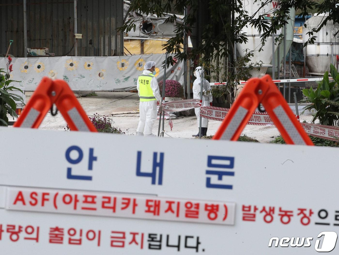 본문 이미지 - 3일 오후 13번째 아프리카돼지열병(ASF)이 발생한 경기 김포시 통진읍의 한 농가에서 방역당국 관계자들이 출입을 통제하고 있다. 이로써 국내 ASF 확진 농가는 파주 5곳, 연천 1곳, 김포 2곳, 인천 강화 5곳 등 총 13곳으로 늘었다. 2019.10.3 ⓒ News1 신웅수 기자