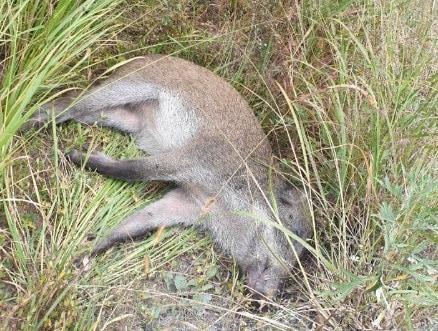 본문 이미지 - DMZ에서 발견된 야생 멧돼지 (환경부 제공)