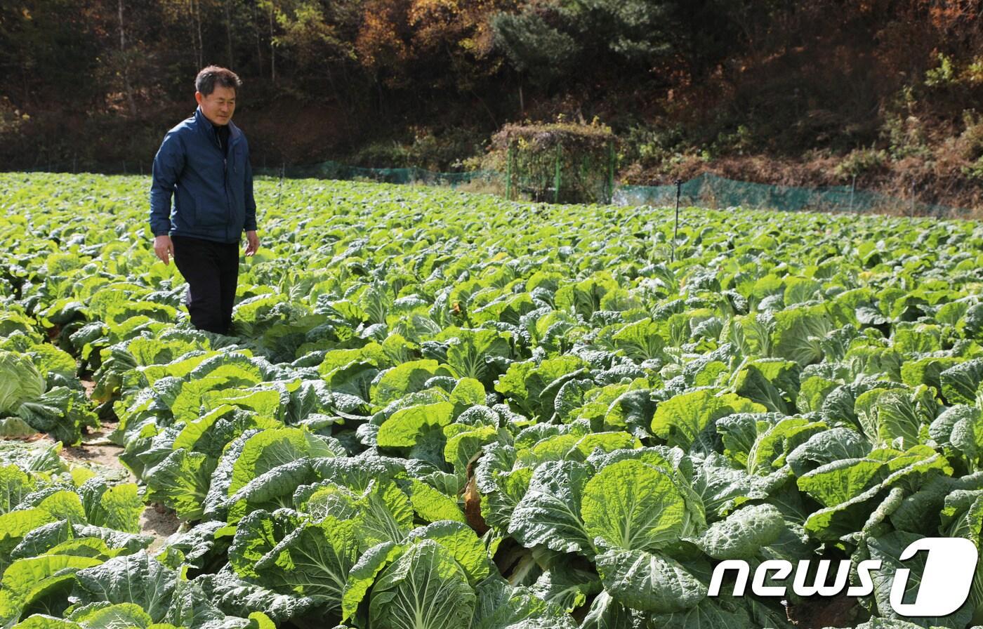 본문 이미지 - 2019 평창고랭지김장축제 개막을 앞두고 축제에 절임배추를 공급하는 강원 평창군 진부면 별마루농장의 김계화 대표가 수확한 배추를 살펴보고 있다.2019.10.30/뉴스1 ⓒ 뉴스1 권혜민 기자
