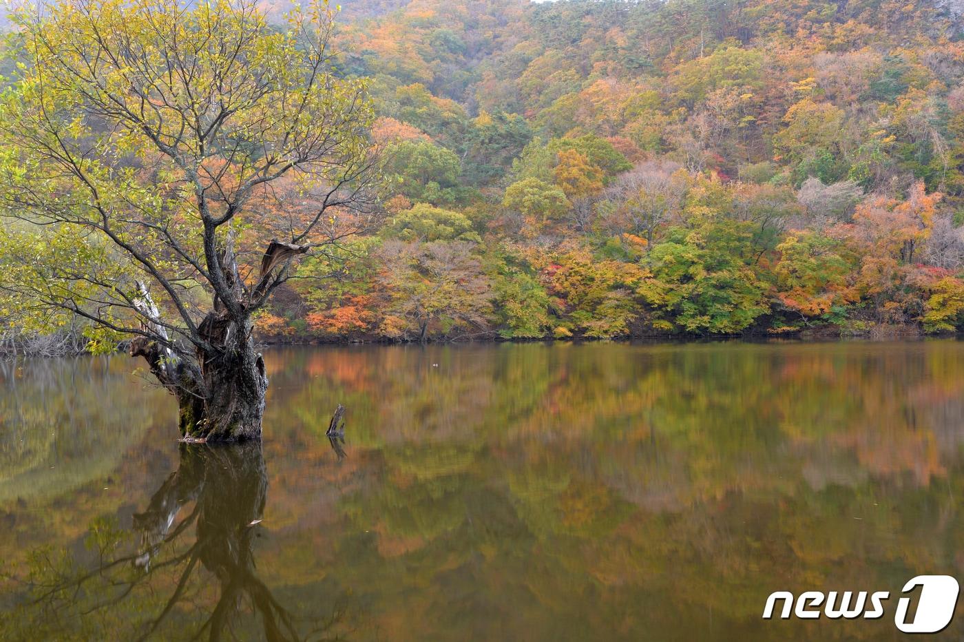본문 이미지 - 경북 청송군 주왕산면 주산지 곳곳에 가을 빛으로 물들어 있다. /뉴스1