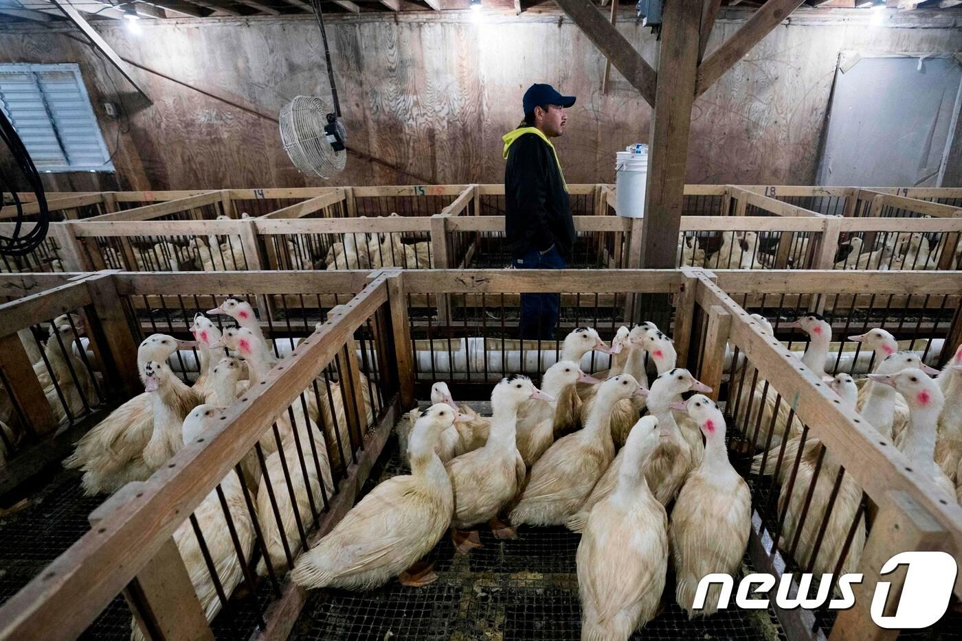 본문 이미지 - 뉴욕 펀데일에 있는 허드슨밸리 푸아그라 농장. ⓒ AFP=뉴스1