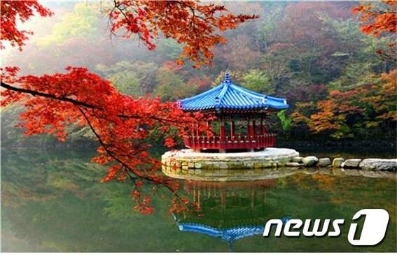 본문 이미지 - 국립공원공단 내장산국립공원사무소는 가을 단풍철을 맞아 내장산국립공원 단풍 명소 세 곳을 선정했다. 사진은 첫번째 명소로 꼽힌 내장산 우화정.  /ⓒ 뉴스1