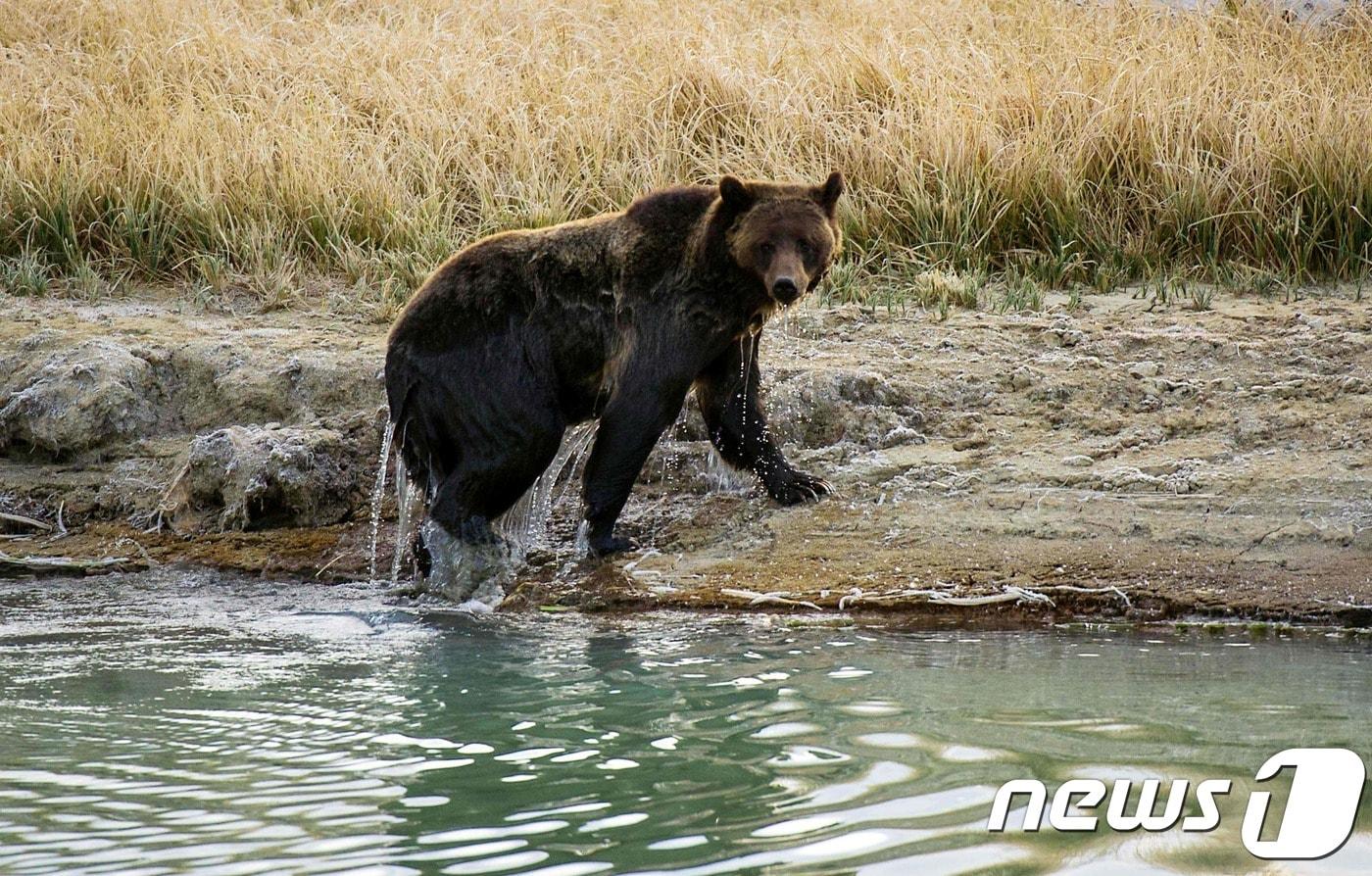 회색곰(이미지는 해당 기사와는 상관 없음)ⓒ AFP=뉴스1