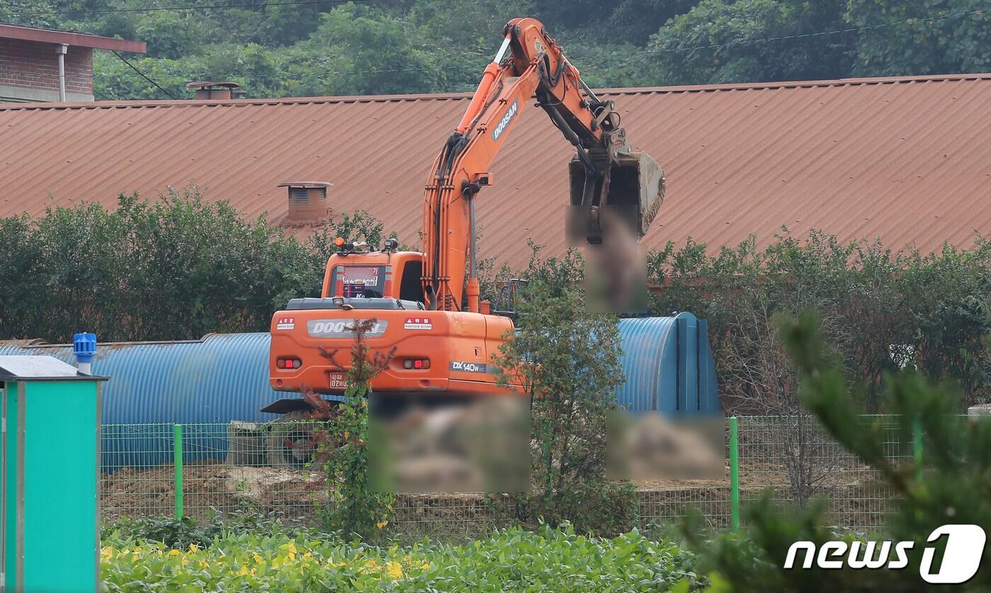 본문 이미지 - 4일 경기도 파주의 아프리카돼지열병(ASF) 발생 양돈농가에서 방역당국이 돼지 살처분 작업을 하고 있다. 정부는 ASF의 확산을 막기 위해 경기도 파주와 김포의 모든 돼지를 수매하고 살처분하는 특단의 조치 시행에 나섰다. 또 경기‧인천‧강원의 일시이동중지명령을 오는 6일 오전 3시 30분까지 48시간 연장했다. 2019.10.4/뉴스1 ⓒ News1 구윤성 기자