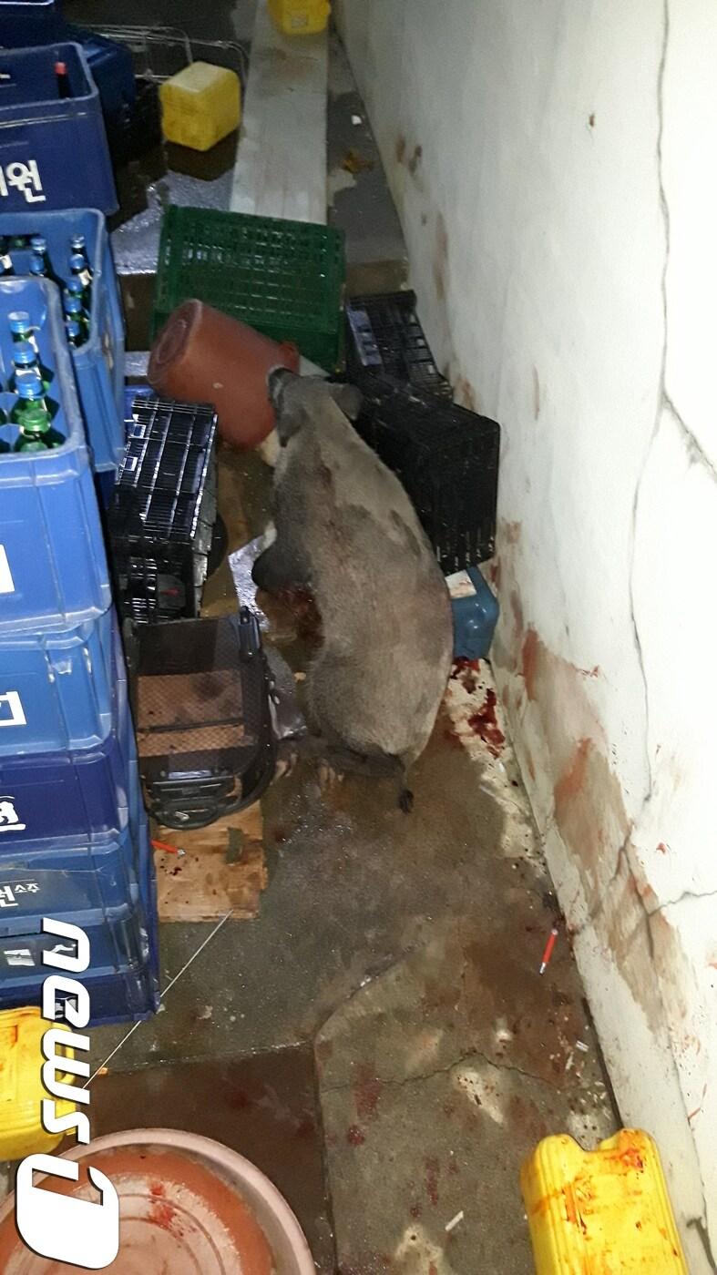본문 이미지 - 지난 4일 오후 9시25분쯤 부산 해운대구 반송동 한 주택가에 멧돼지가 출현해 실탄을 맞고 사살됐다.2019.10.04/(부산소방본부 제공)ⓒ 뉴스1
