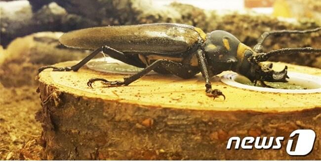 본문 이미지 - 향후 유충 성장 후 장수하늘소 성충의 모습(과천과학관 제공)ⓒ 뉴스1