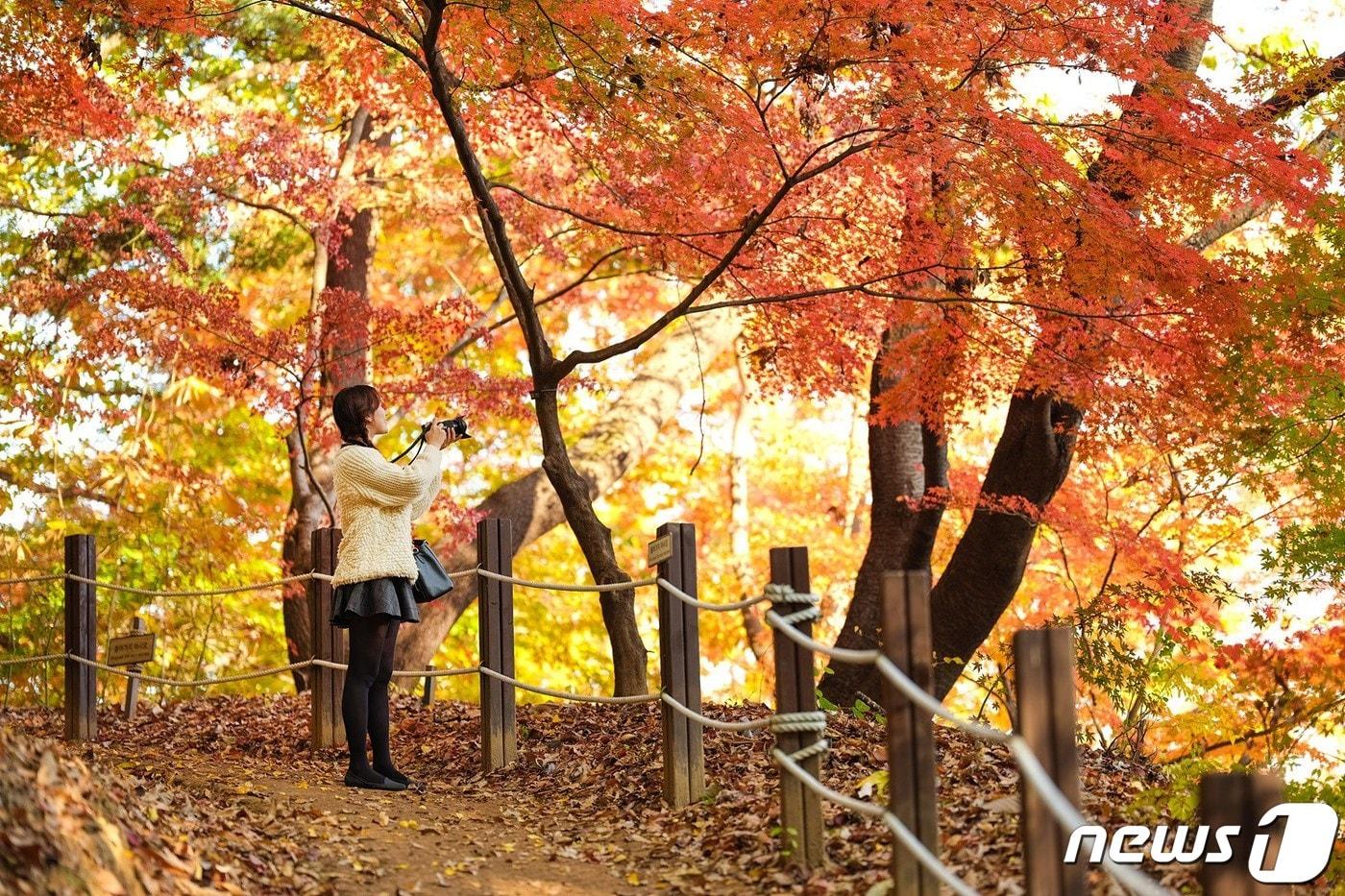 본문 이미지 - 에버랜드가 깊어 가는 가을과 함께 산책로, 어트랙션, 드라이브 등 다양하게 골라 즐길 수 있는 단풍놀이 추천코스를 마련했다. 현재 에버랜드에는 울긋불긋 물들어 가는 은행, 단풍, 느티, 대왕참나무 등 10여종 수 만 그루의 나무들이 황화코스모스, 국화 등 할로윈 축제 테마가든과 어우러지며 가을 정취를 물씬 풍기고 있다. 사진은 숲 속 산책로 모습. (에버랜드 제공) (뉴스1 DB)/뉴스1