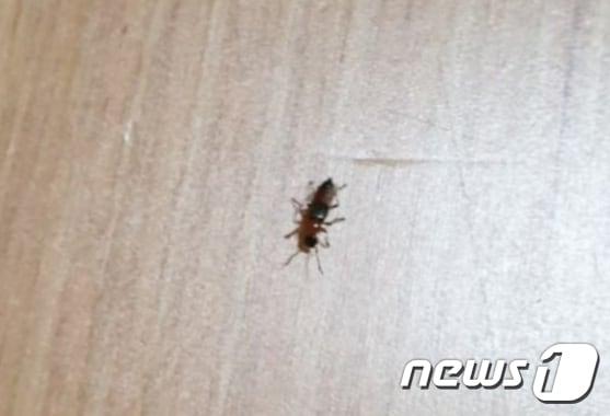 본문 이미지 - 아산의 한 아파트에서 발견된 화상벌레(아산시 제공) /ⓒ 뉴스1