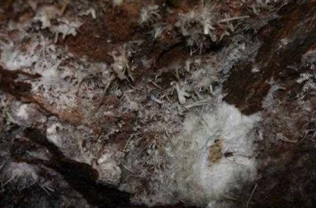 본문 이미지 - 천연기념물 제557호 정선 화암동굴 - 곡석과 석화.(문화재청 제공)ⓒ 뉴스1