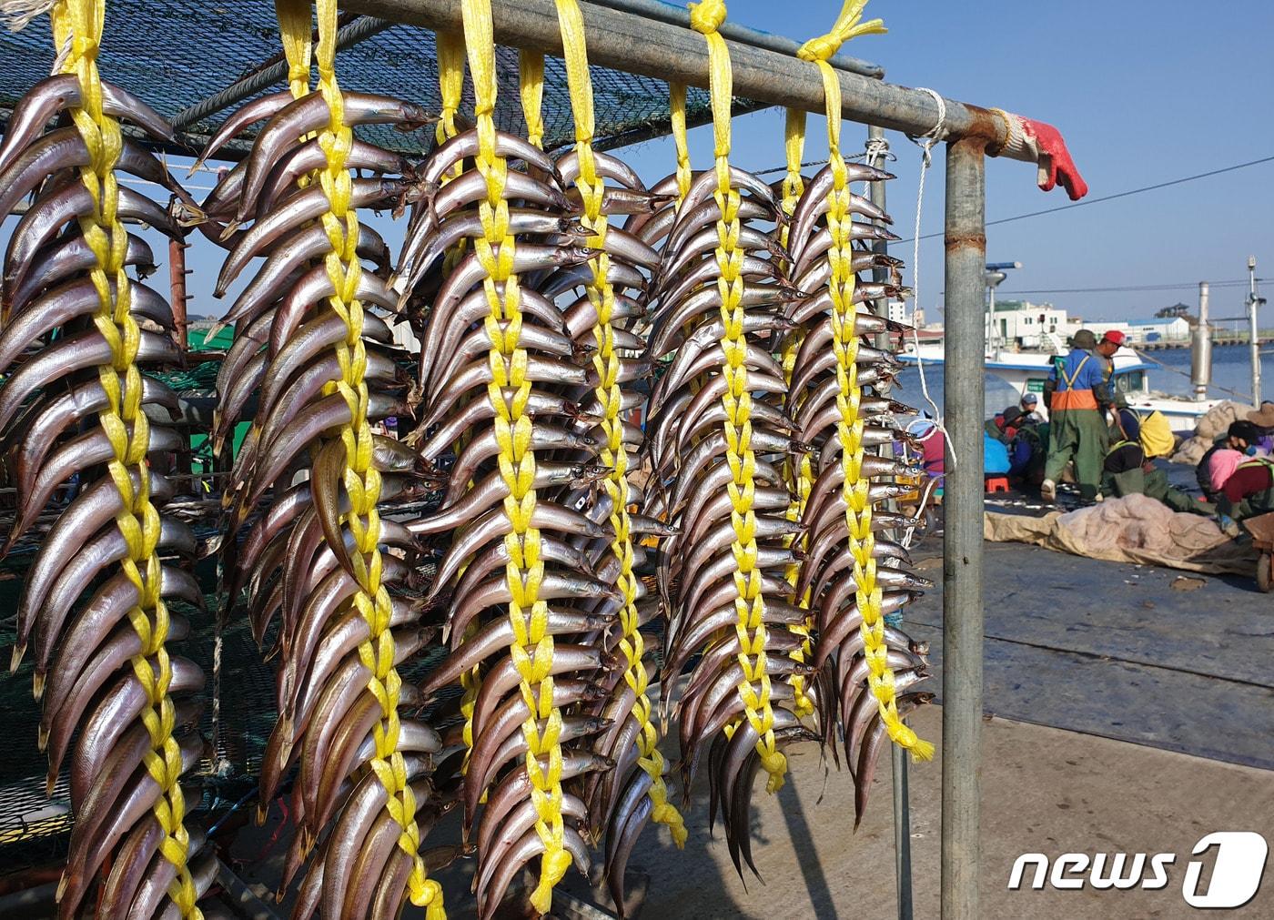 본문 이미지 - 강원도 속초항 부둣가에서 말려지는 양미리(까나리)  /뉴스1DB ⓒ News1