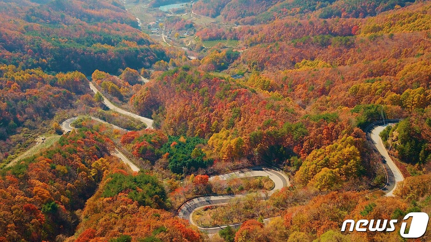 본문 이미지 - 지난 10일 충북 영동군 상촌면 고자리와 용화면 조동리를 잇는 '도마령'(刀馬岺·해발 840m)이 늦가을의 아쉬움을 달래듯 만산홍엽(滿山紅葉)의 아름다움을 뽐내고 있다. '도마령'은 칼을 든 장수가 말을 타고 넘었다 해서 이름 지어진 24굽이 고갯길이다.(영동군 제공)2019.11.11/뉴스1 ⓒNews1