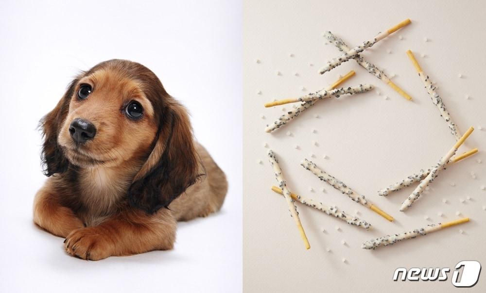 본문 이미지 - 강아지와 빼빼로. 사진 이미지투데이 ⓒ 뉴스1