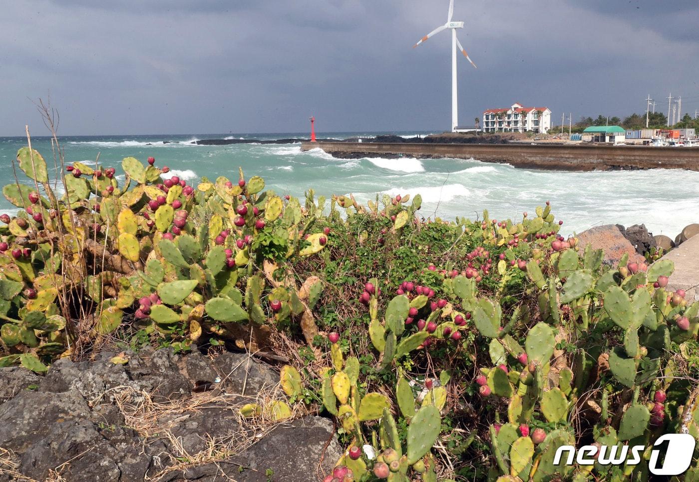 제주도 세계유산본부는 '제주 월령리 선인장 군락 종합 학술조사 용역'을 발주했다고 11일 밝혔다.  제주시 한림읍 월령리 선인장군락에 자생중인 선인장. 2019.11.11/뉴스1 ⓒ News1 오현지 기자