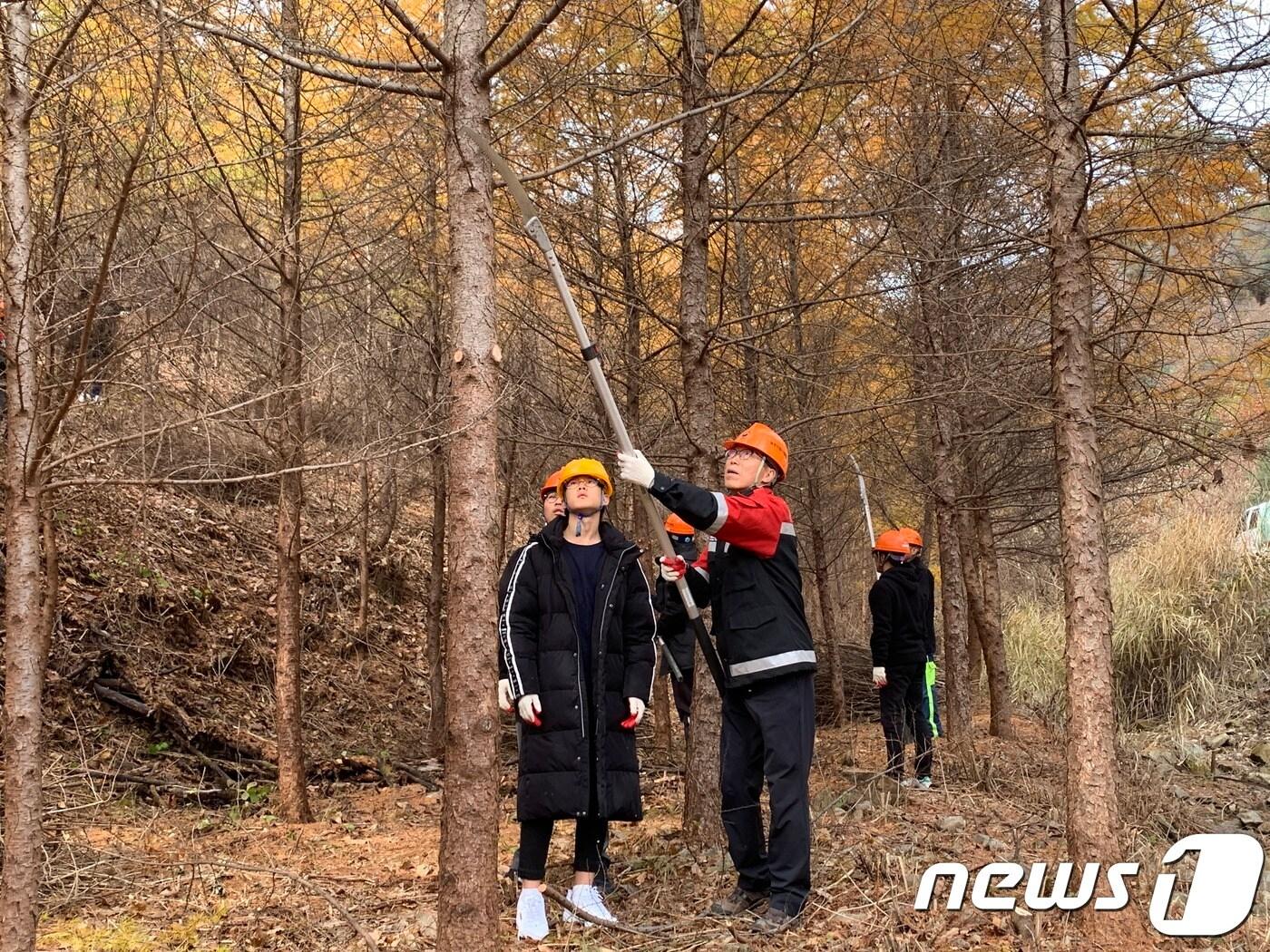 본문 이미지 - 12일 강원도 원주시 지정면의 국유림에서 북부지방산림청 주최로 숲가꾸기 행사가 열리고 있다.(북부산림청 제공) 2019.11.12/뉴스1 ⓒ 뉴스1 권혜민 기자