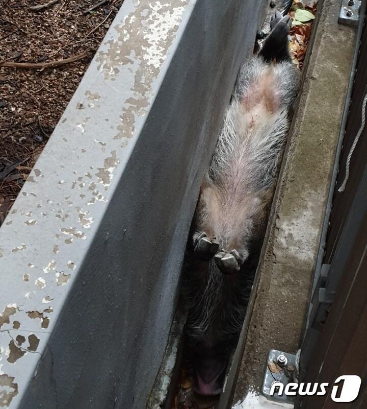 본문 이미지 - 18일 오전 7시12분쯤 부산 부산진구에 있는 부산도시철도 2호선 부암역 인근 빌라 담벼락 사이에서 멧돼지가 낀 것을 행인이 발견해 112에 신고했다. 멧돼지가 거꾸로 끼여있는 모습.(부산지방경찰청 제공)ⓒ 뉴스1